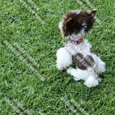 Dianayorkiespuppy 41