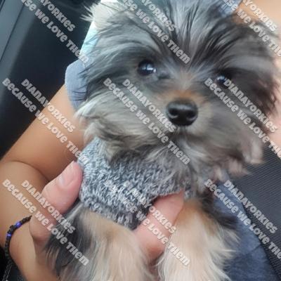 Dianayorkiespuppy 43