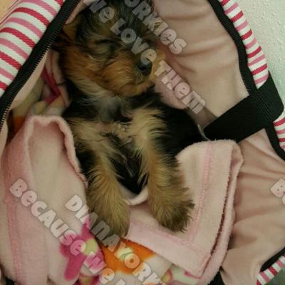 Dianayorkiespuppy 44