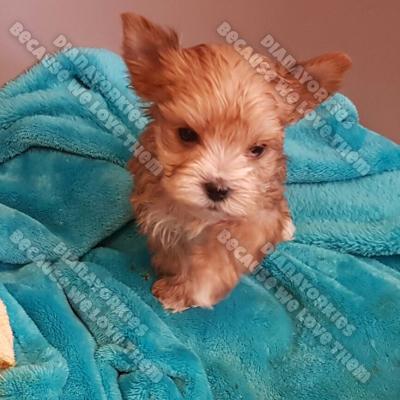 Dianayorkiespuppy 45