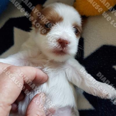 Dianayorkiespuppy 46