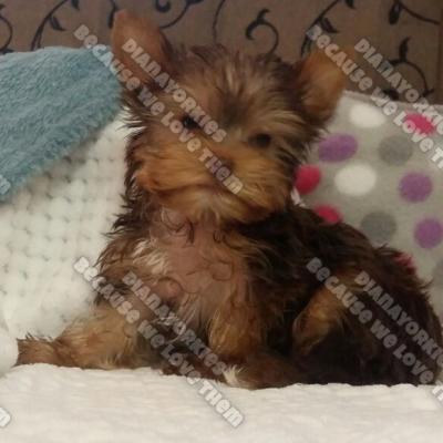 Dianayorkiespuppy 47