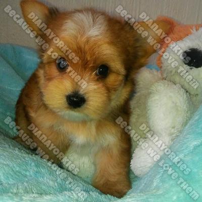 Dianayorkiespuppy 48