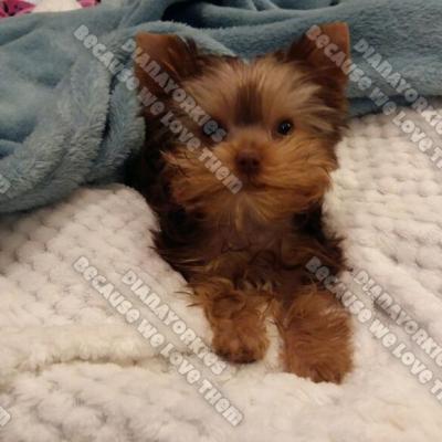 Dianayorkiespuppy 49