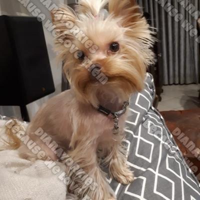 Dianayorkiespuppy 50