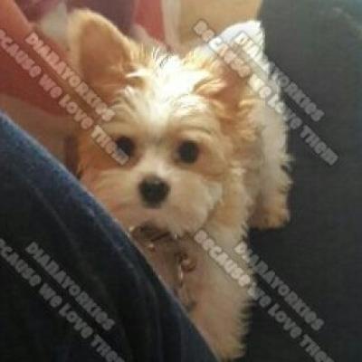 Dianayorkiespuppy 51