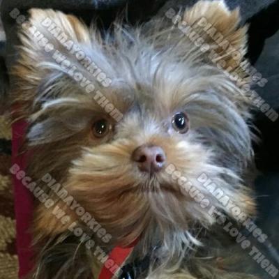 Dianayorkiespuppy 52