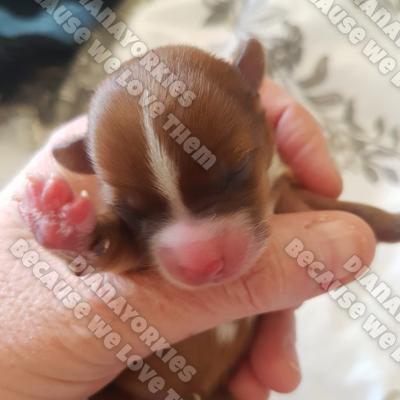 Dianayorkiespuppy 54