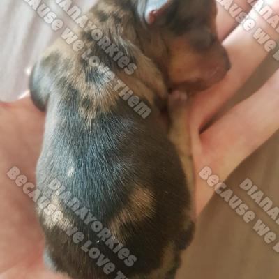 Dianayorkiespuppy 55