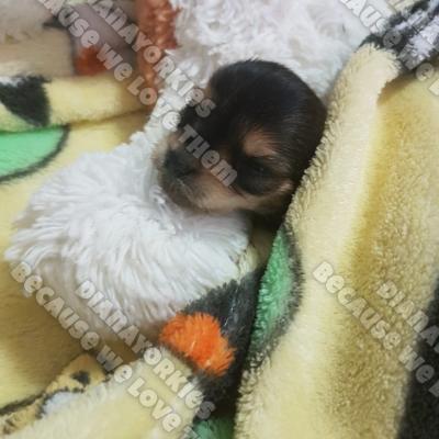 Dianayorkiespuppy 56