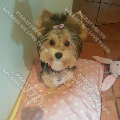 Dianayorkiespuppy 57