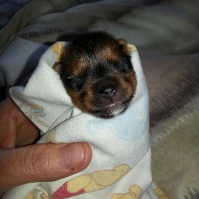 Dianayorkiespuppy 58