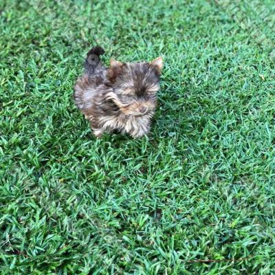 Dianayorkiespuppy 59