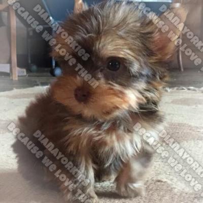 Dianayorkiespuppy 60