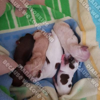 Dianayorkiespuppy 61