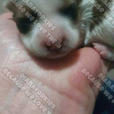 Dianayorkiespuppy 62