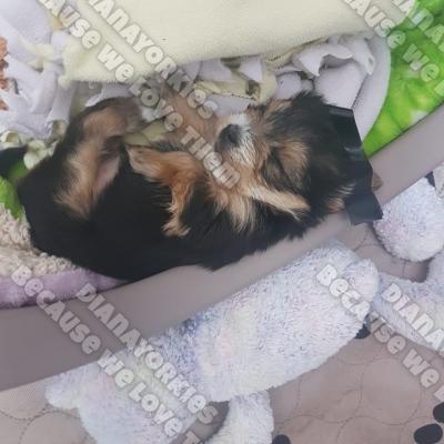 Dianayorkiespuppy 63