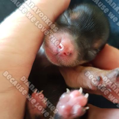 Dianayorkiespuppy 64