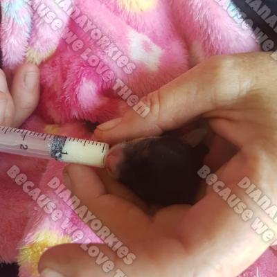 Dianayorkiespuppy 65