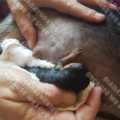 Dianayorkiespuppy 66