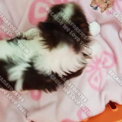 Dianayorkiespuppy 67