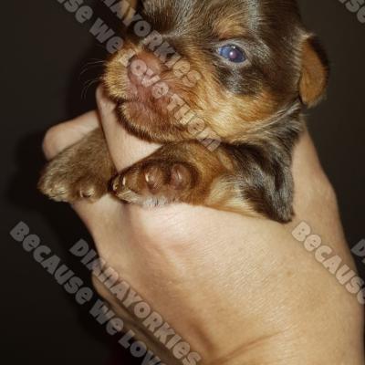 Dianayorkiespuppy 68