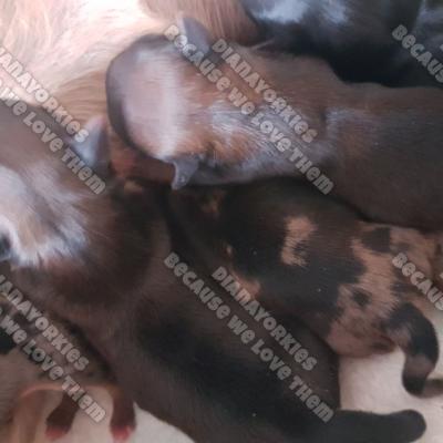 Dianayorkiespuppy 69