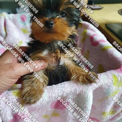 Dianayorkiespuppy 6
