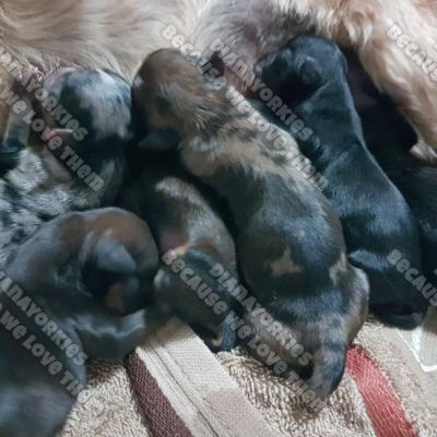 Dianayorkiespuppy 70