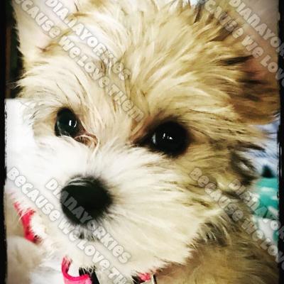 Dianayorkiespuppy 71