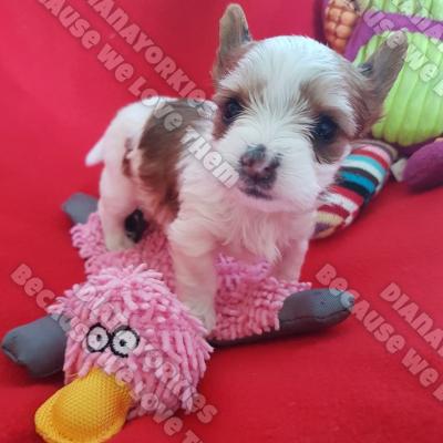 Dianayorkiespuppy 72