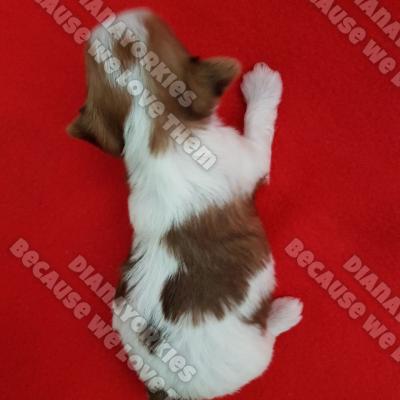 Dianayorkiespuppy 73