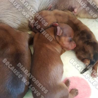 Dianayorkiespuppy 76