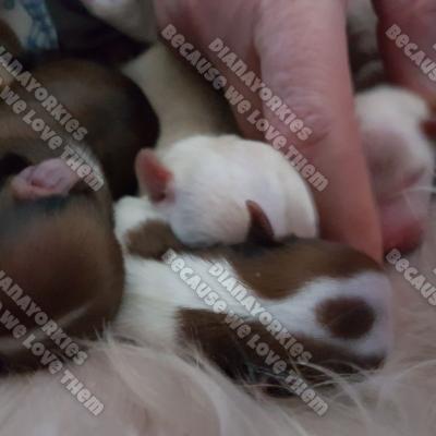 Dianayorkiespuppy 77