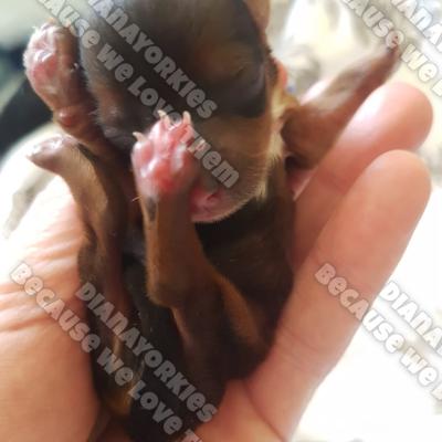 Dianayorkiespuppy 78