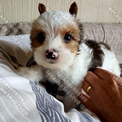 Dianayorkiespuppy 79