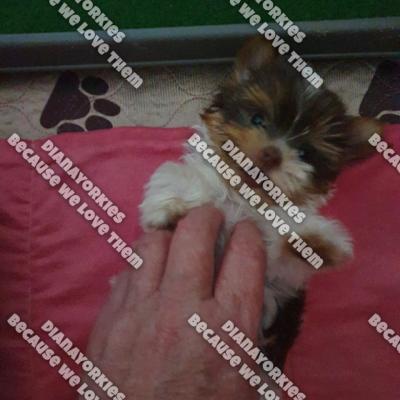 Dianayorkiespuppy 7