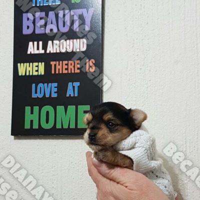 Dianayorkiespuppy 80