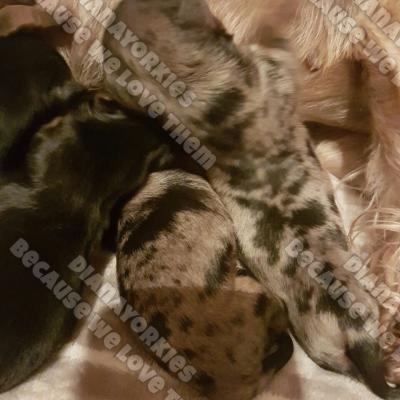 Dianayorkiespuppy 81