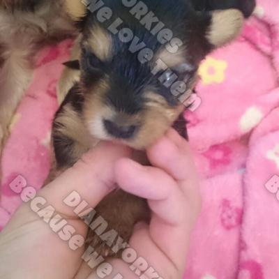 Dianayorkiespuppy 82