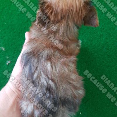 Dianayorkiespuppy 83