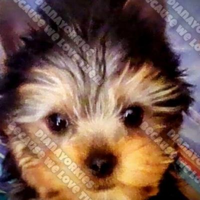 Dianayorkiespuppy 84
