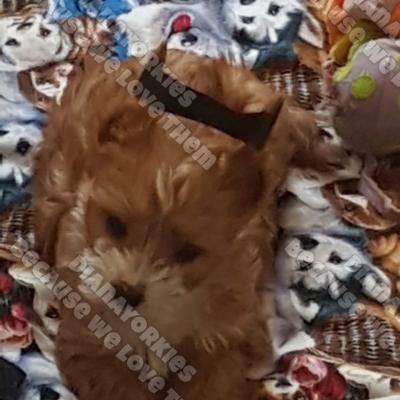 Dianayorkiespuppy 85