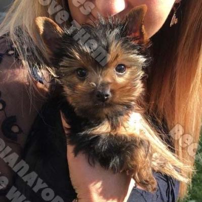 Dianayorkiespuppy 86