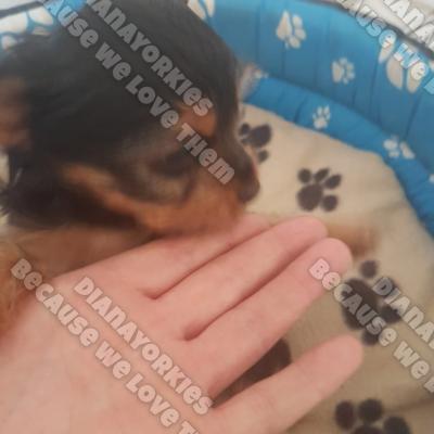 Dianayorkiespuppy 87