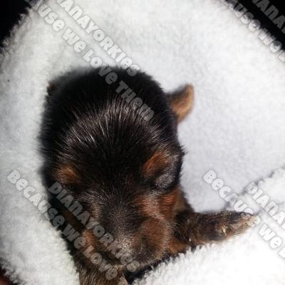 Dianayorkiespuppy 88