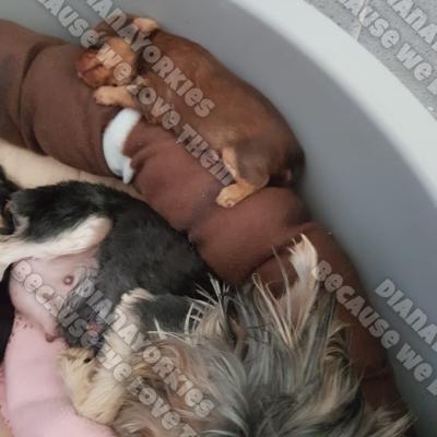 Dianayorkiespuppy 89