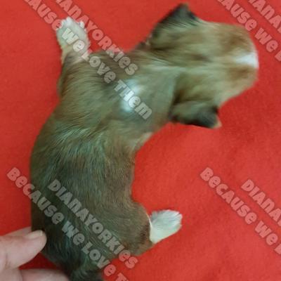 Dianayorkiespuppy 90