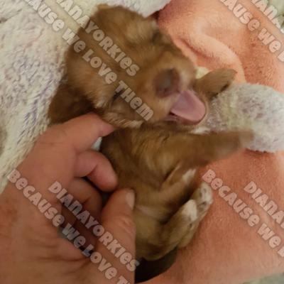 Dianayorkiespuppy 91