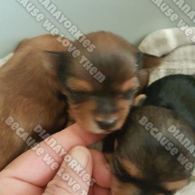 Dianayorkiespuppy 92